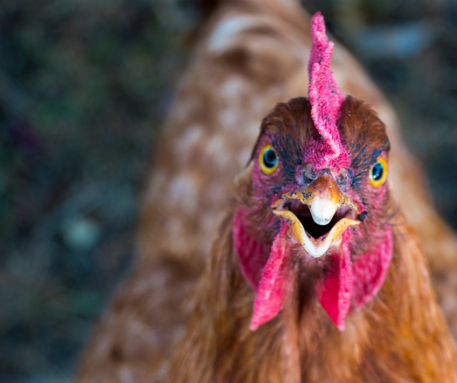 polskie mięso_spotkanie autorskie